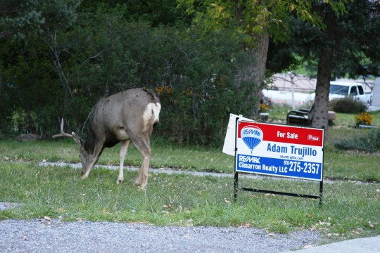 Does a buck in your front yard help or hurt the sale of your home in Ouray?