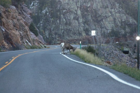 Bighorn Sheep in CO