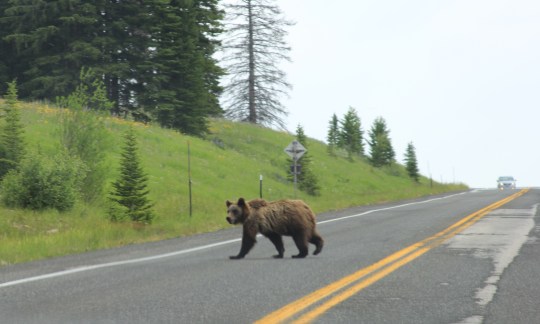 Grizzly crossing road Yellowstone