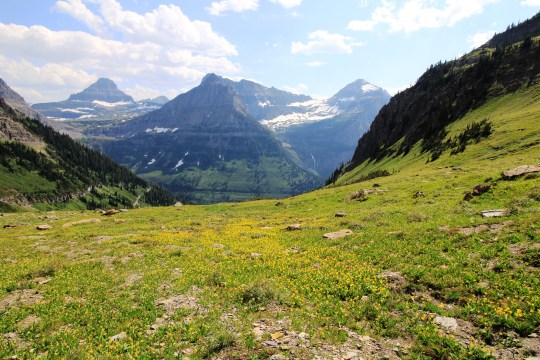 Highline Trail wildflowers