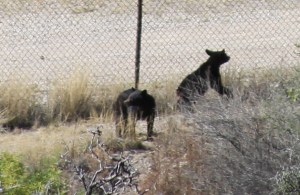 Baby bear zoom; (c) RVLuckyOrWhat.com