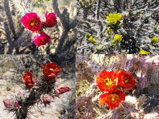 Cholla colors 1