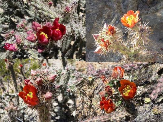 Cholla colors 2