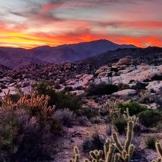 RVLuckyOrWhat.com: Fun with cactus