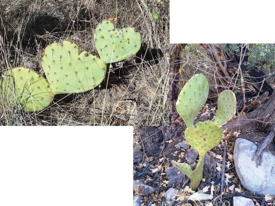 Funny prickly pear